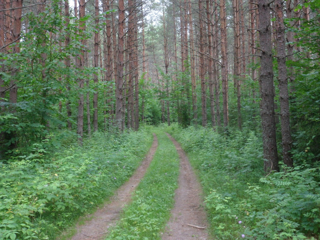Through the woods