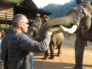 Feeding an elephant with beautiful tusks. Turns out they really like bananas.