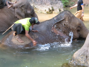 The elephants apparently really love their baths