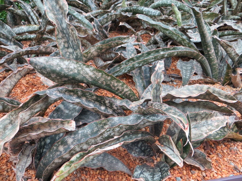 This was one of my favorites. A succulent whose survival adaptation is to look dead or at least dying so predators will leave it alone. It worked - I thought it was really ugly.