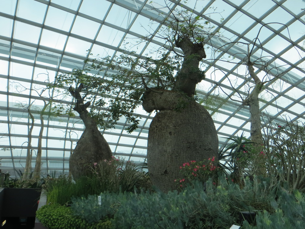 Some of the "bottle trees" in the Flower Dome. They evolved in arid climates to store moisture in those bottles, which is why you don't see any of them in Minnesota.
