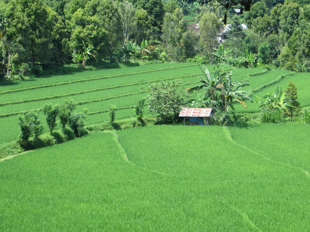One of a million shots of rice fields in Bali