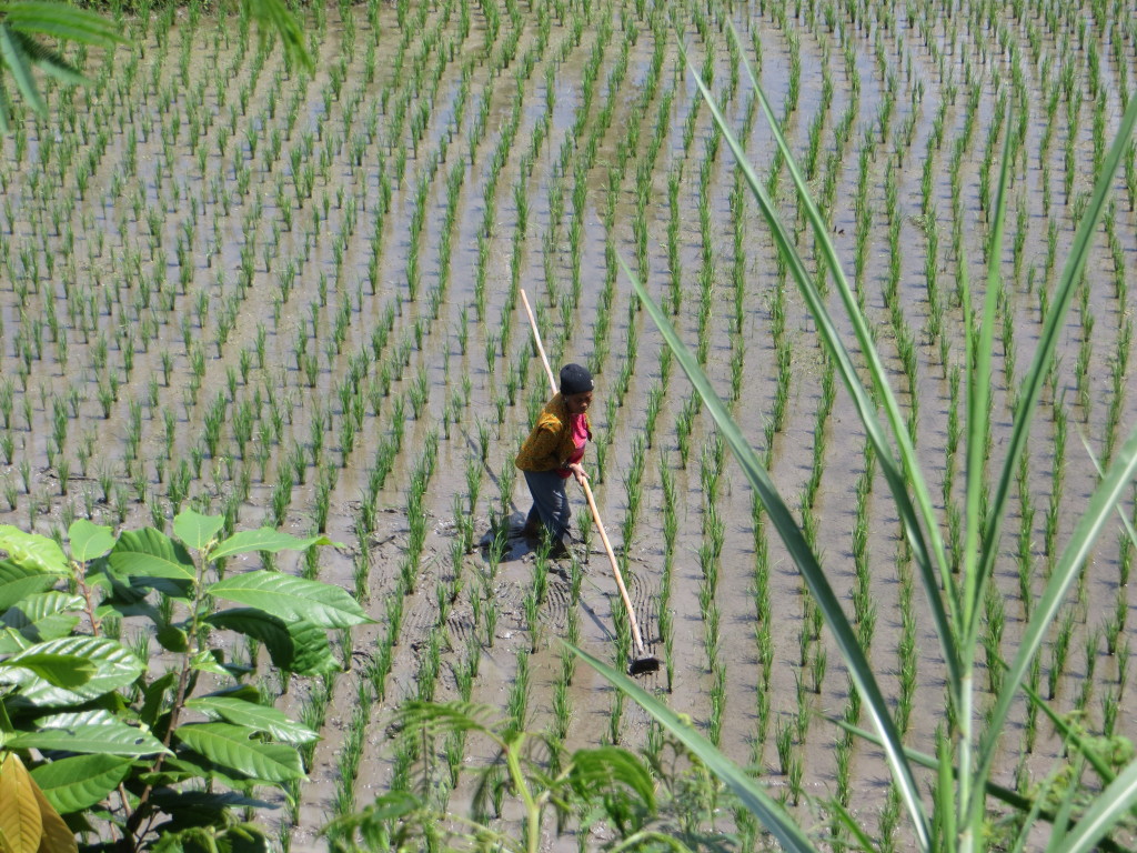 Lest you wonder if the rice fields were just photo ops, they were real. Here a woman is "cleaning" the young rice field