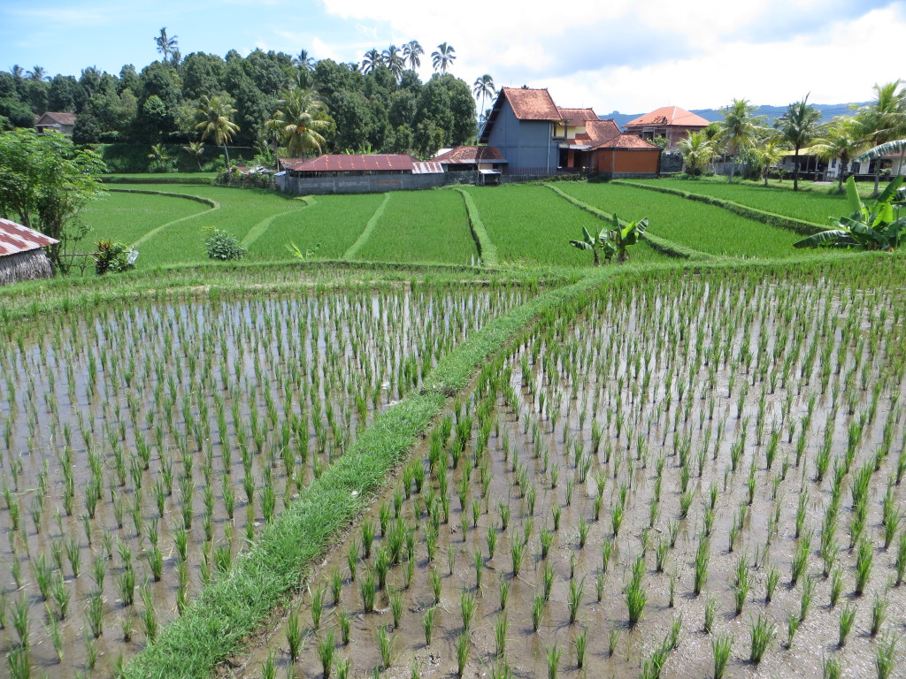 Did I warn you there'd be pictures of rice fields?
