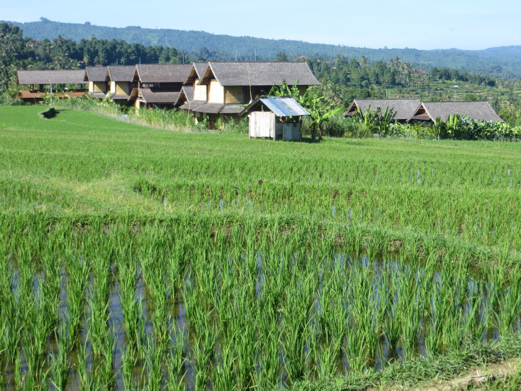 Sanak Retreat from across the rice fields