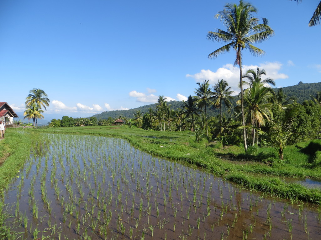 And ever more rice fields