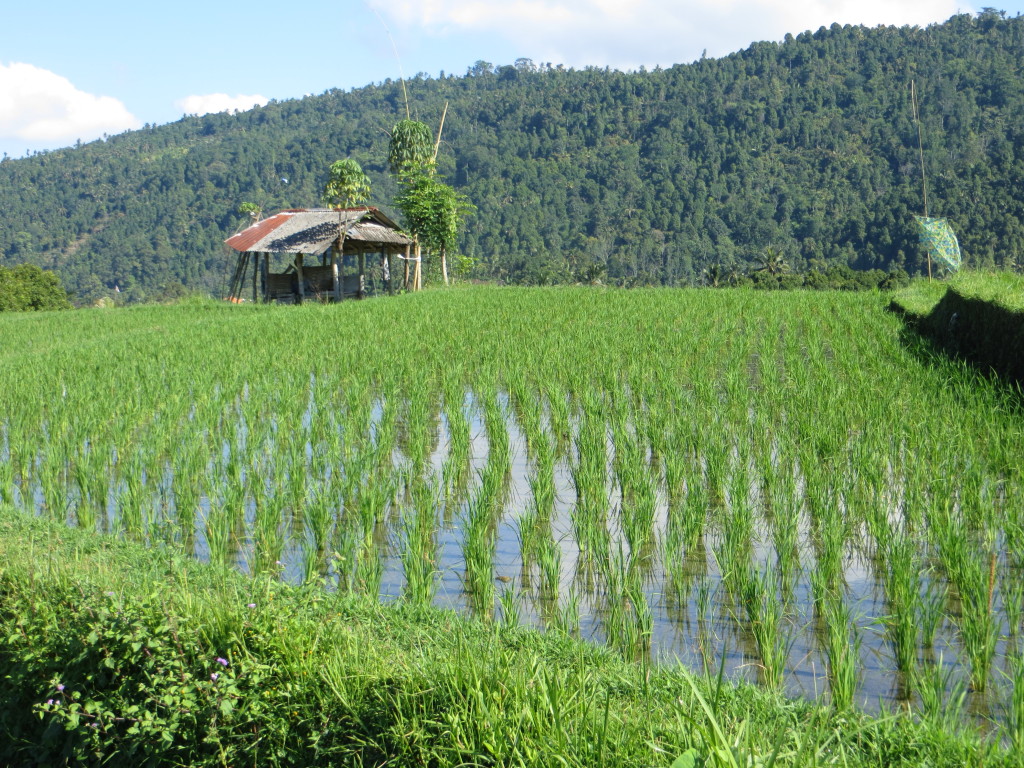 OK, one last rice field