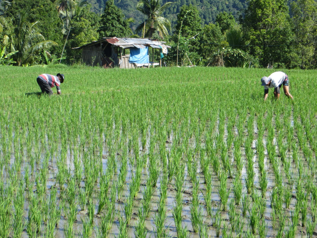 More workers in the field