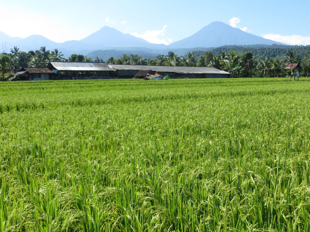 Rice fields
