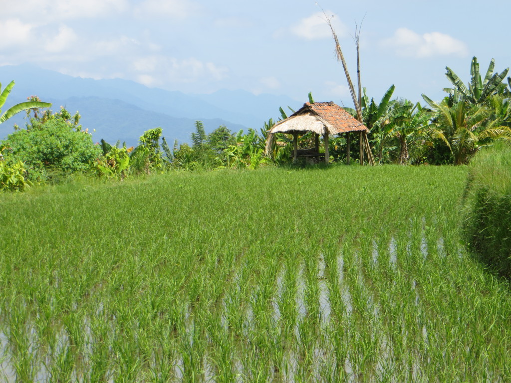 More rice fields