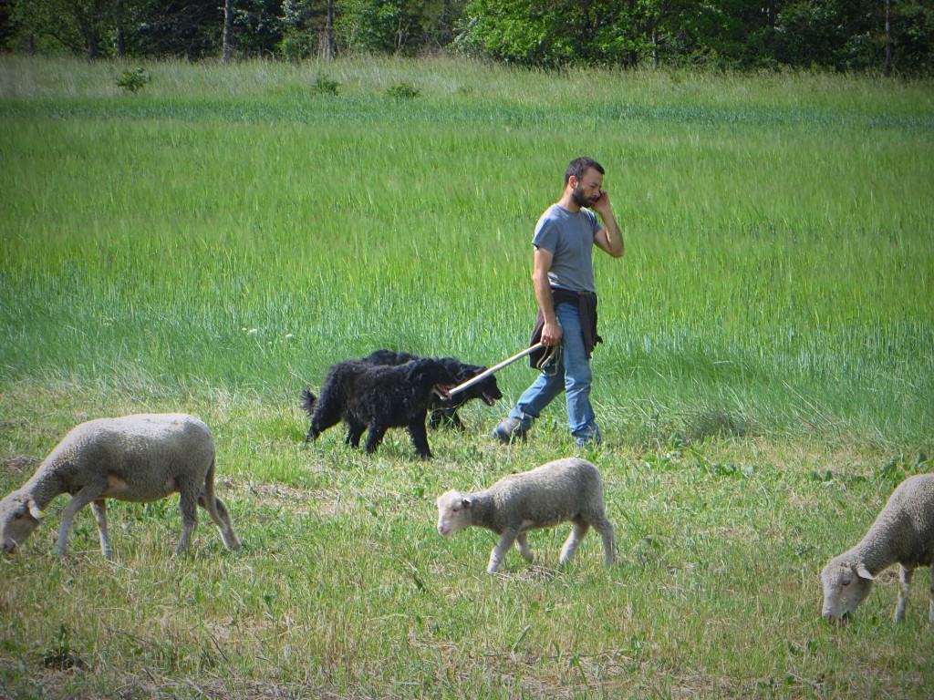 A shepherd and a couple members of his flock. They pretty much ignored us, but we were amused to see a modern-day shepherd on his cell phone.