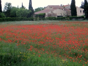 Poppies in Provence ... just part of the beauty