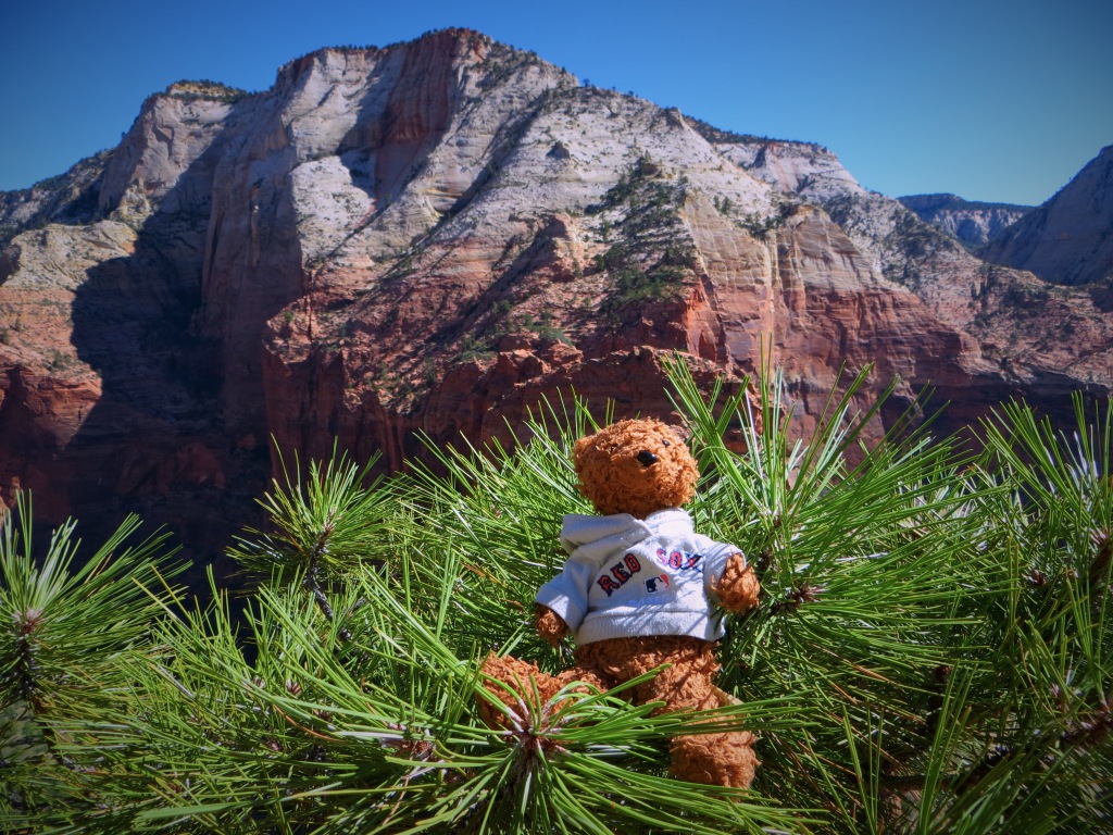 Boston Bear usually naps during the day, but this is one hike he didn't want to miss!