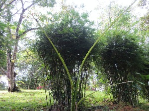 A banana tree whose leaves have been stripped naked by the local leaf-cutter ants