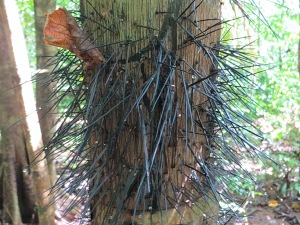 This palm tree has some pretty nasty thorns to protect itself. Life is tough in these parts.