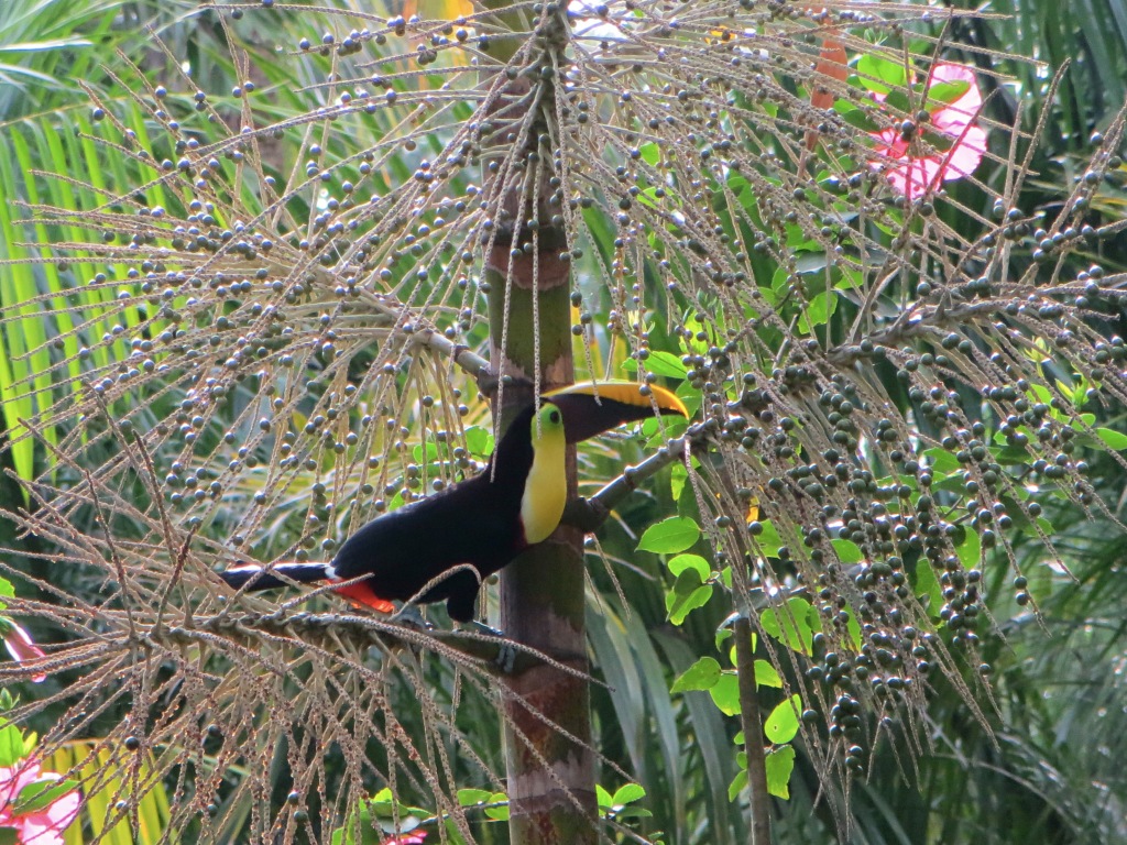 Toucans come and go quite a bit around here. At one point we heard lots of screaming and commotion, which turned out to be caused by a monkey capturing one and ripping it up. The cycle of life here is fascinating but can get pretty ugly.