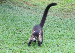 We see lots of cute coatis on the grounds here