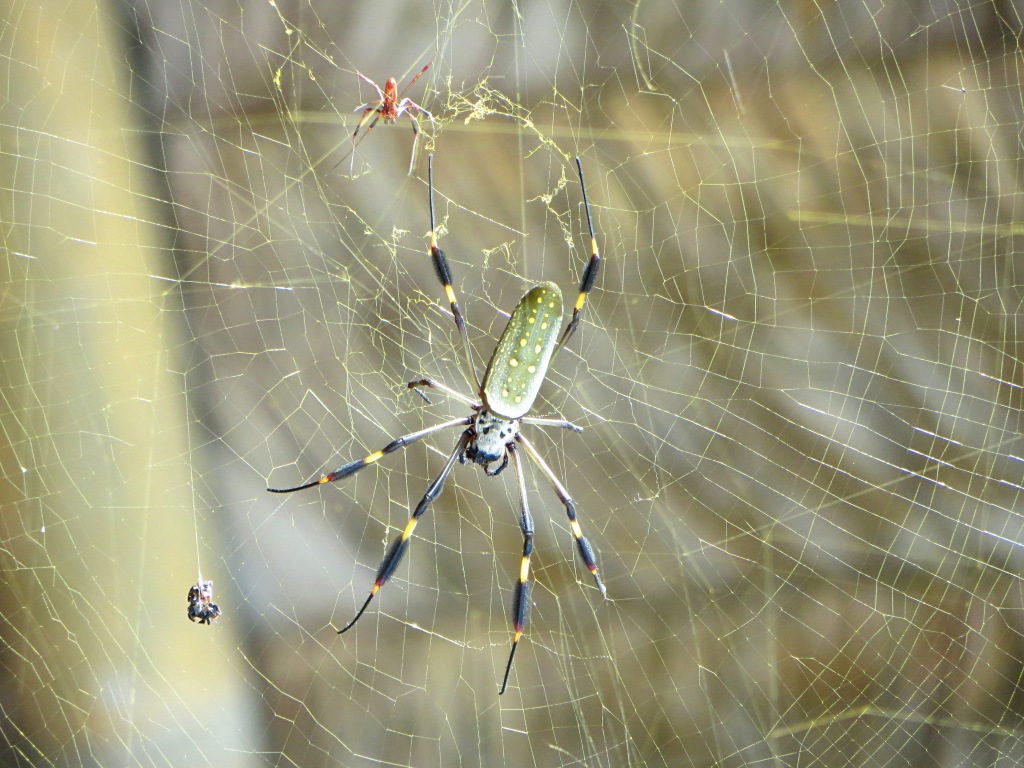 This spider had a huge web right next to our breakfast spot. At first I could hardly stand to look at it, but after a few days I was pretty fascinated by all the activity going on in there.