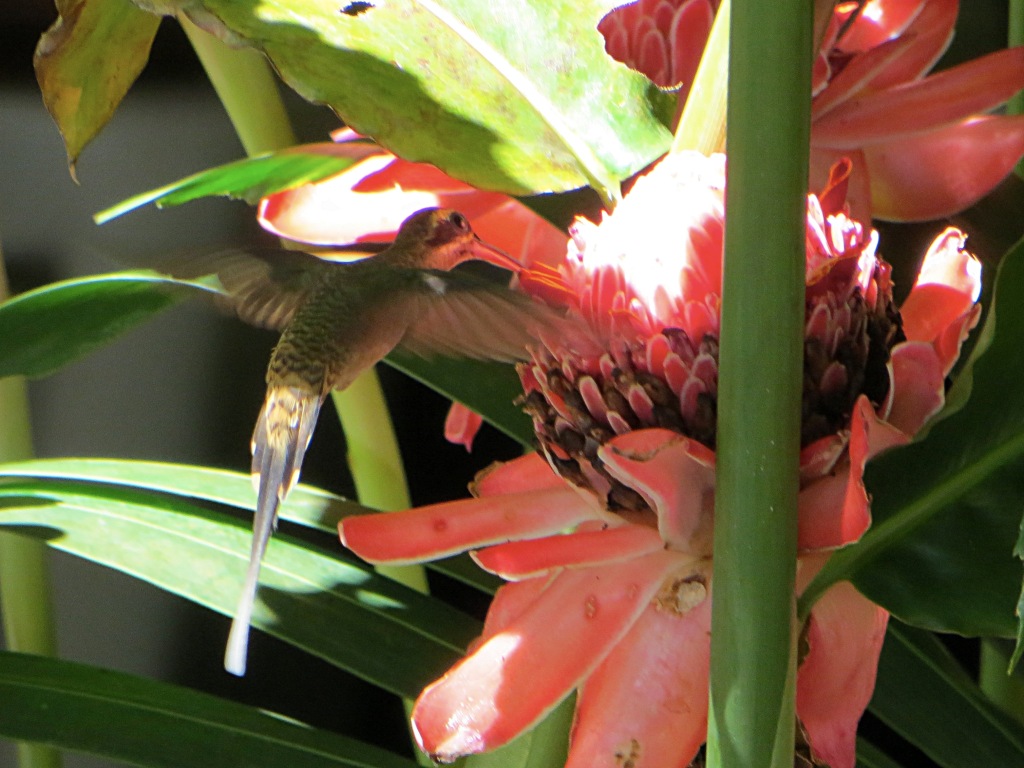 Capturing hummingbirds on camera is a challenge