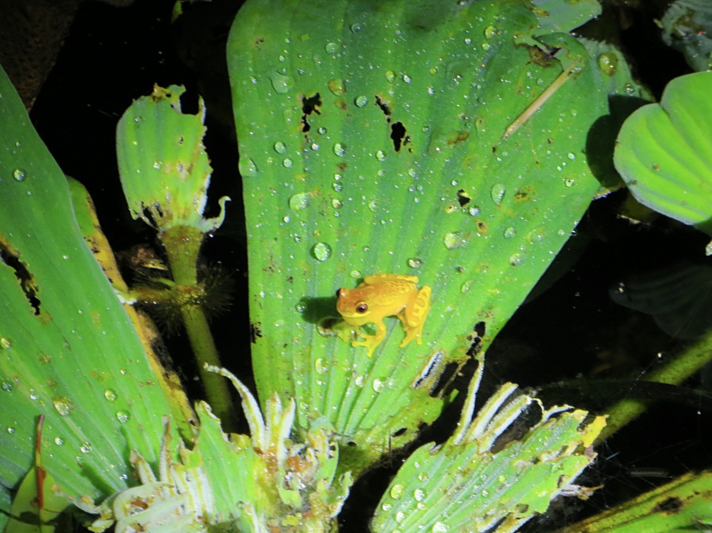 We also saw this cute little yellow frog on our night tour
