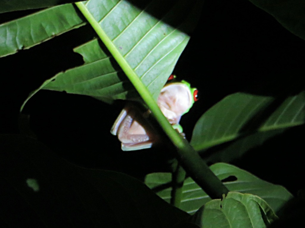 The red-eyed tree frog is synonymous with Costa Rica. Philip found this guy for us in the dead of night.