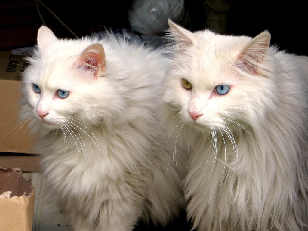 And then there were these beauties Mark discovered in Gyeongju. Notice that they both have one blue eye and one green eye.