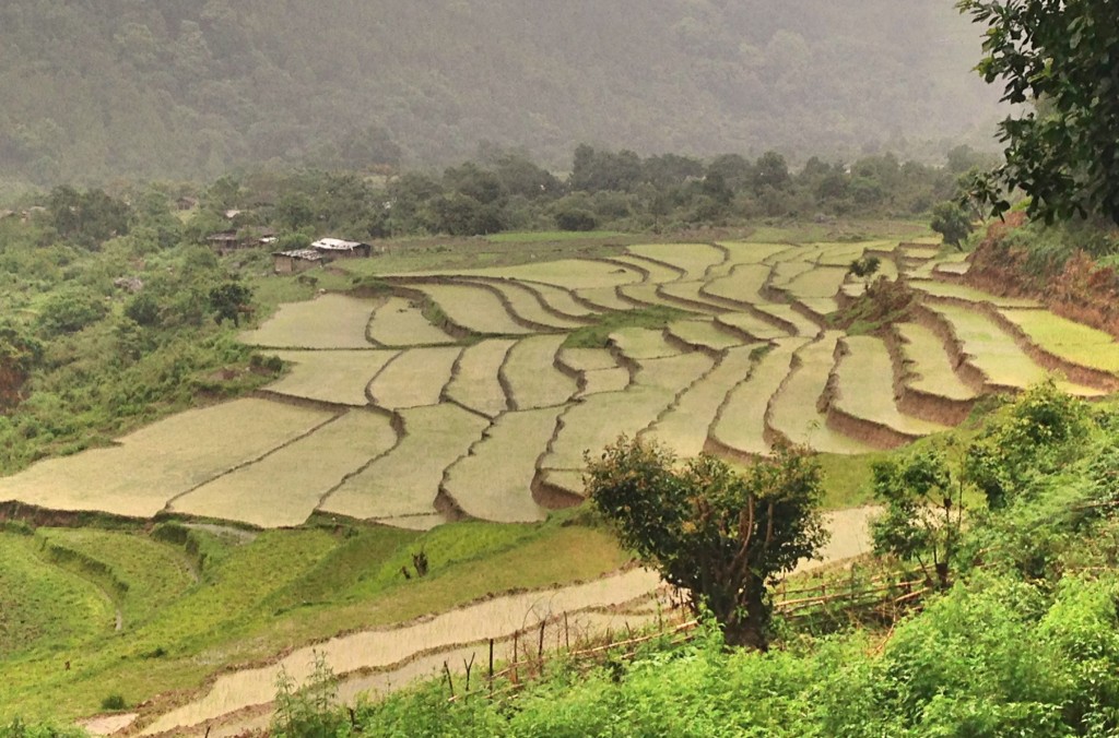 Never too many pictures of rice fields