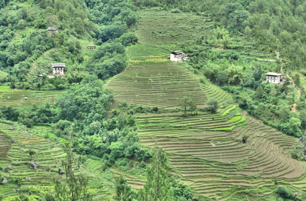 OK, I swear, the last terraced rice fields. For today, at least.