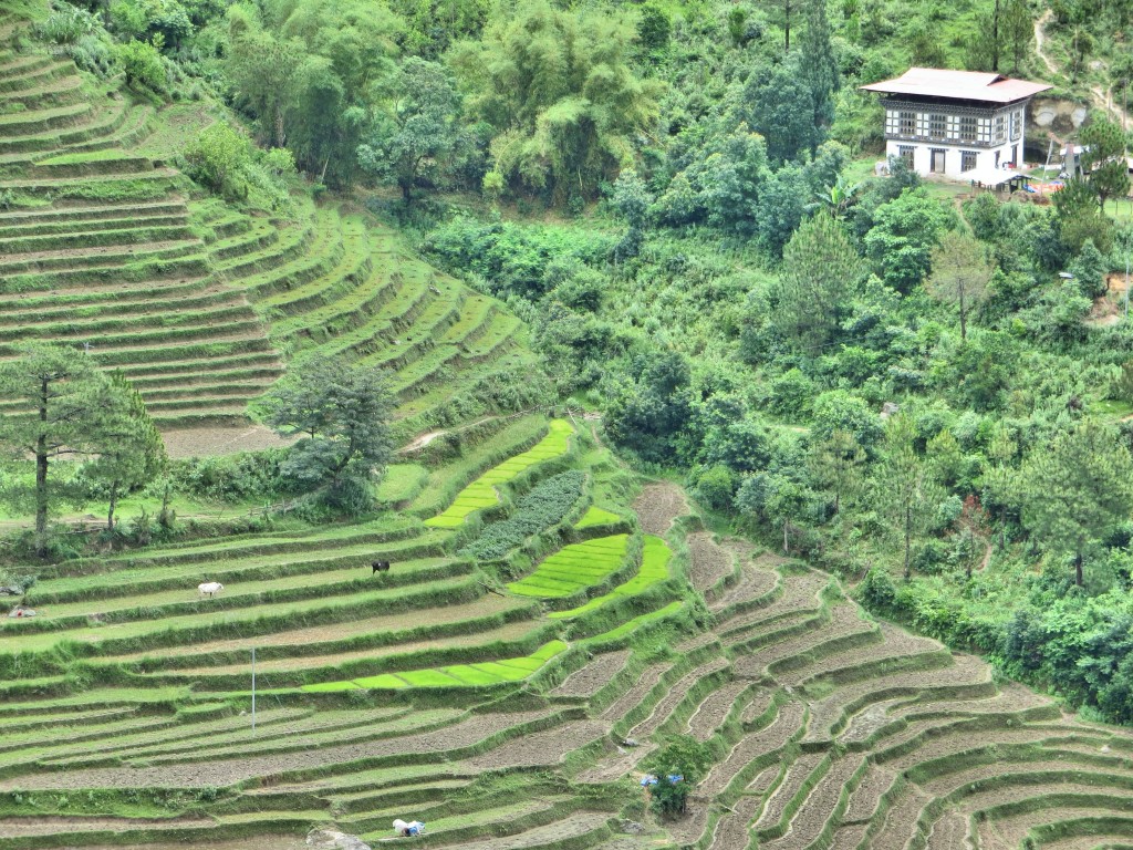 Punakha's terraced rice fields