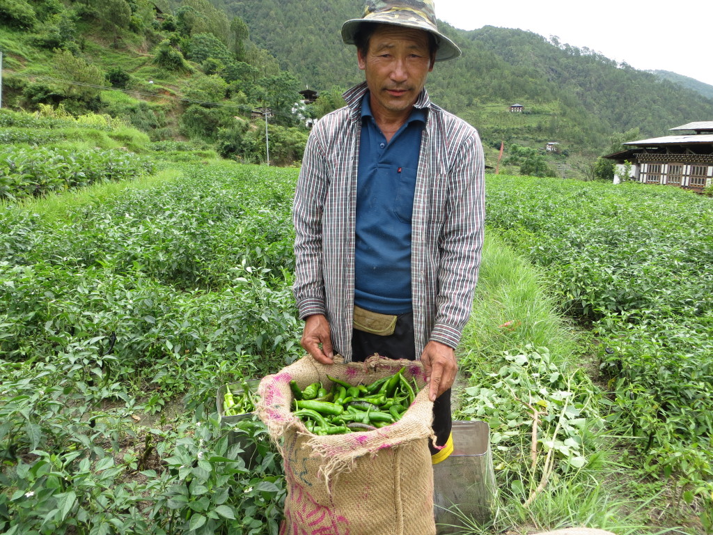 A local farmer we came across on our hike through the rice fields with his bag of peppers. They do a little crop rotation here, so he's growing some of the peppers we love in the local peppers-and-cheese dish.