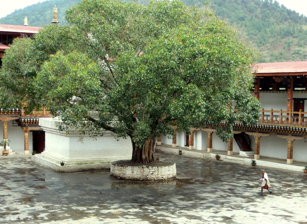A tree in the Punakha Dzong planted by Jawaharlal Nehru when he was Prime Minister of India. What I like about it is that when he planted it in the late 1950s, Bhutan had no roads; literally, no roads. So, like anyone traveling to Bhutan's then capital in Punakha, he came by horse.