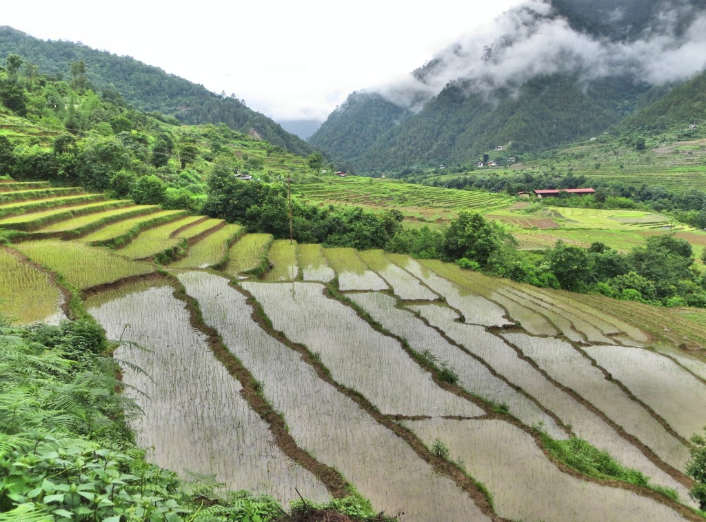 Lots of rice fields in Punakha