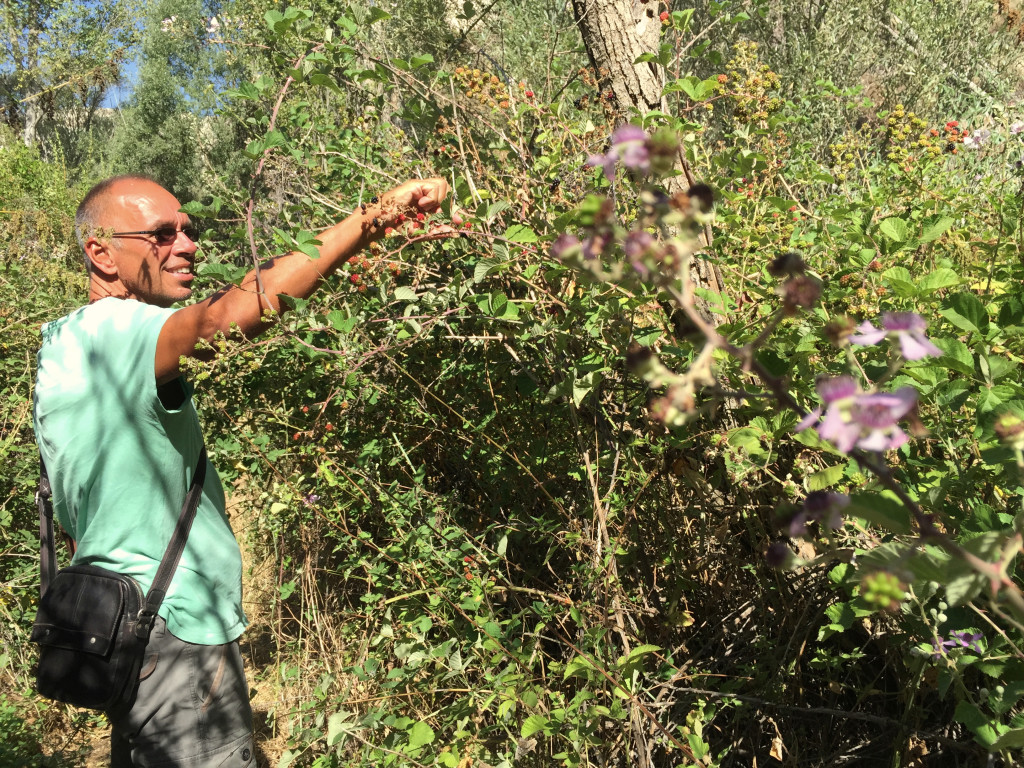 Along the hikes there were lots of apple trees and even some late-season blackberries just there for the picking