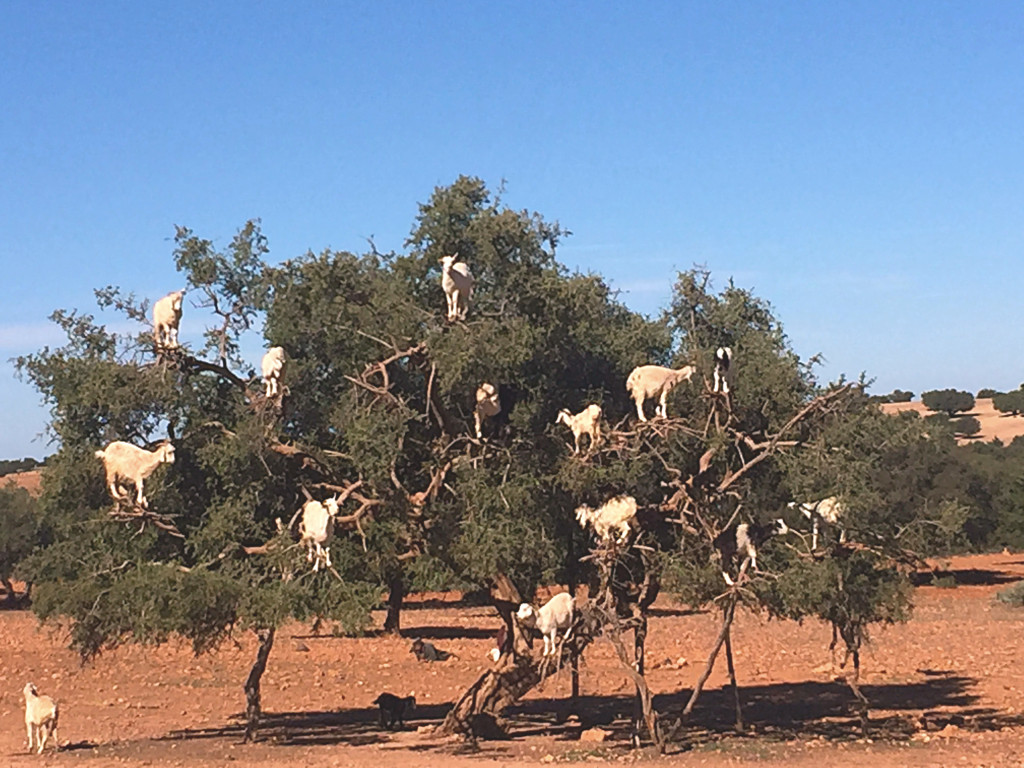 Yup, tree goats on the road to Essaouira. Apparently they're legit; we thought maybe people put them up there to fool the tourists but these goats climb the trees to get the fruit. One of the strangest things I've ever seen in my life.