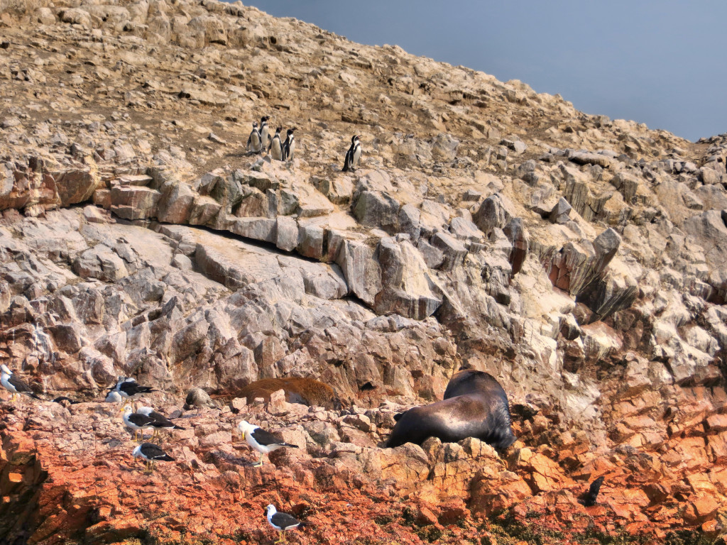 Back to the islands, at first I noticed the big sea lion - how did he get up there?? - but then saw the five penguins up towards the top of the picture. We watched them waddle around for a while.