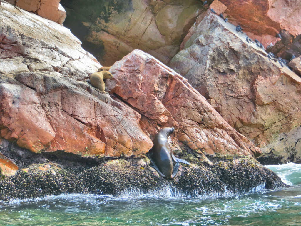 You could see these huge sea lions in the most unexpected places, wondering how in heaven's name they could get there. Turns out they use their flippers and claws to climb up on rocks; we watched for a while as this one tried to get up to her calves up there.