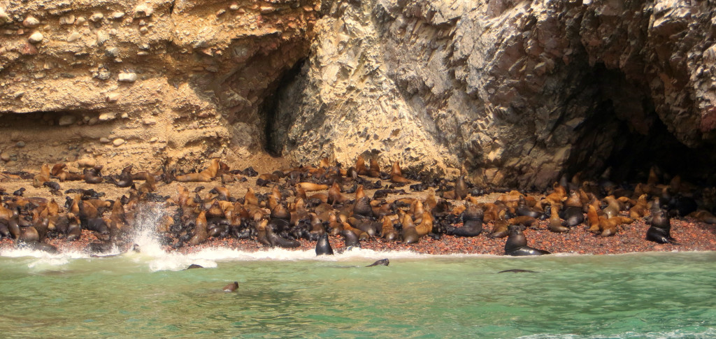 This was the Ballestas "maternity ward"