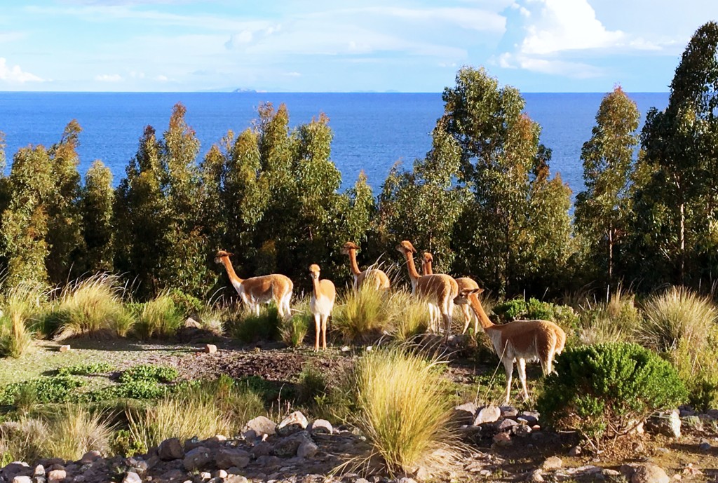 There were small herds of both alpacas and vicuñas on the island. This was my first glimpse of the vicuña, an animal I found sleek, elegant, and gorgeous.