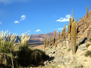 Cacti and beautiful scenery in our little canyon excursion