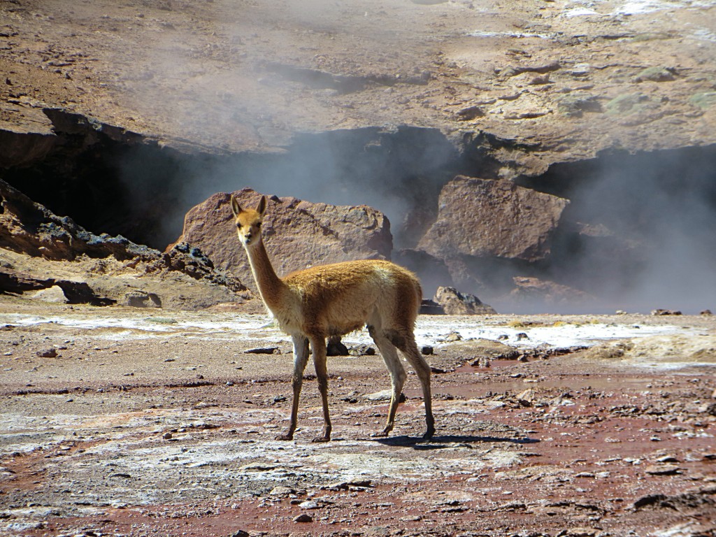 We weren't the only ones enjoying the geothermal fields. This vicuña was part of a little family of five passing through.