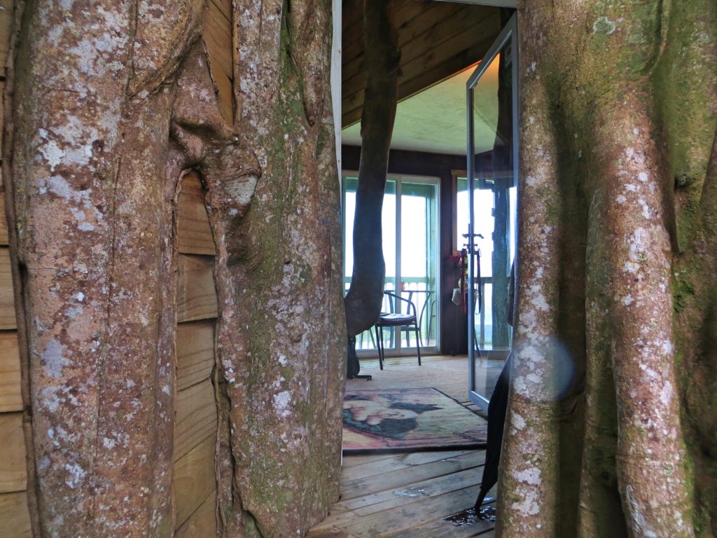 The entrance to our cabin, maybe 50 feet above ground level, through the "arial roots" that have grown into solid trunks